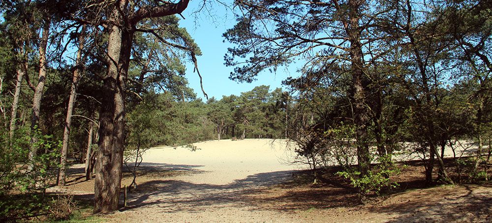 Zandverstuiving in het Panbos