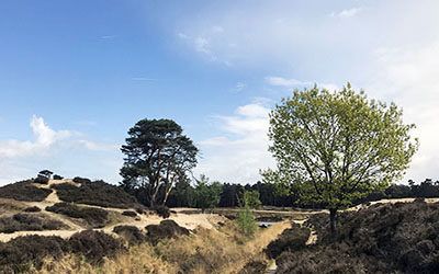 Bos- en heidewandeling door Heidestein en Bornia