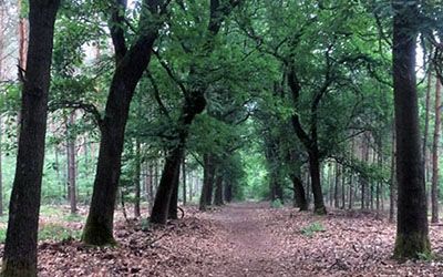 De Loenense bossen: een heerlijk wandelgebied