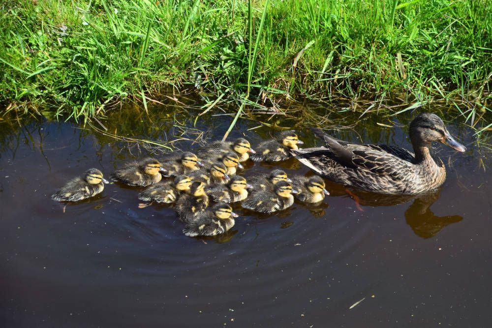 10 goede redenen om meer te wandelen