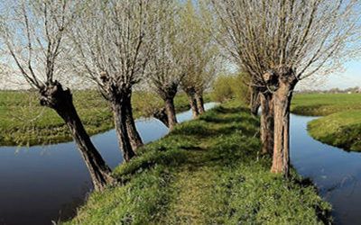 Wandeling bij Oudewater: knotwilgen in ’t Groene Hart