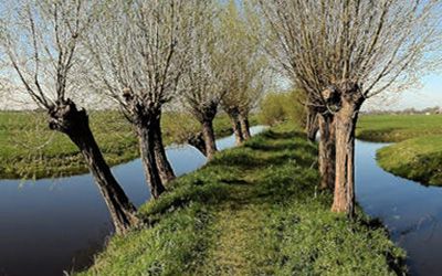 Wandeling bij Oudewater: knotwilgen in ’t Groene Hart