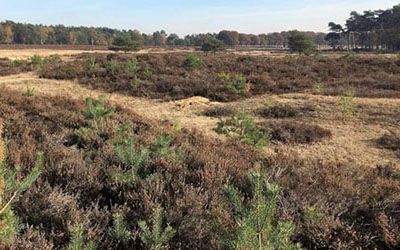 Wandelen bij Planken Wambuis