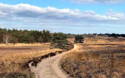 Wandeling bij Vierhouten en de Elspeetse Heide