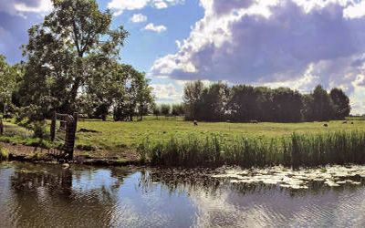 Wandeling rondom Woerden door de veenweiden