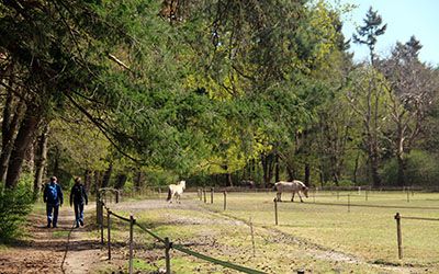 Wandeling door Beerschoten, Houdringe en het Panbos