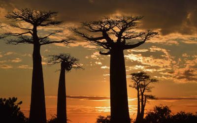 Allee des Baobabs, Madagaskar