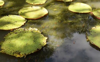 De botanische tuinen van Pamplemousses