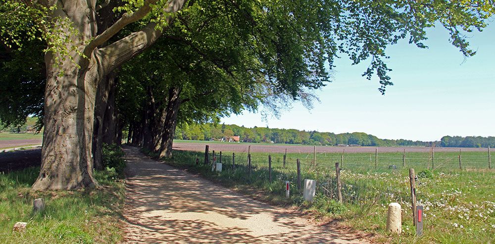 Beukenlaan in Holten