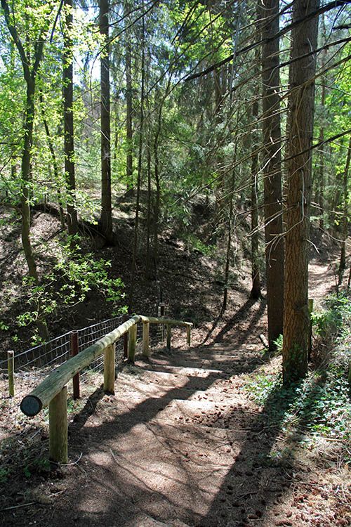 trap in het bos