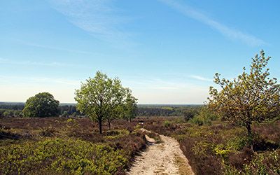 Heuvelachtige rondwandeling naar de top van de Holterberg