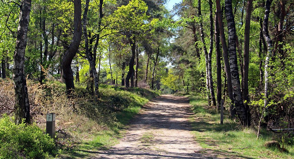 Wandelpad richting de top van de Holterberg