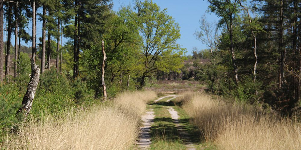 Pad door prairiegras bij de Holterberg