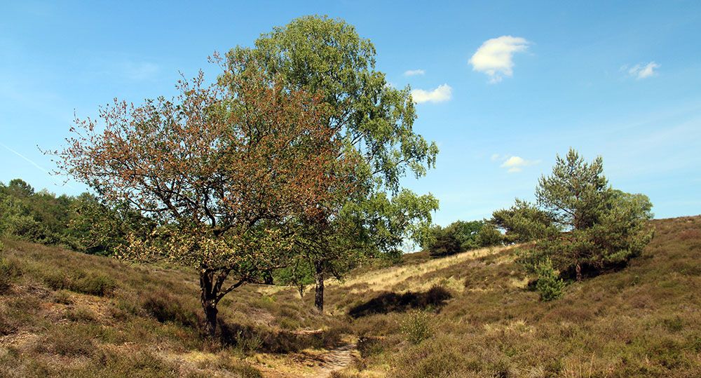 Mookerheide