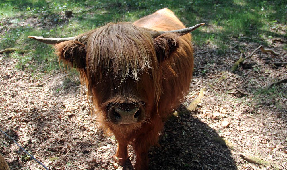 Schots rund bij de Mookerheide