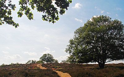 Adembenemend mooie wandeling bij de Mookerheide