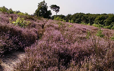 Adembenemend mooie wandeling bij de Mookerheide