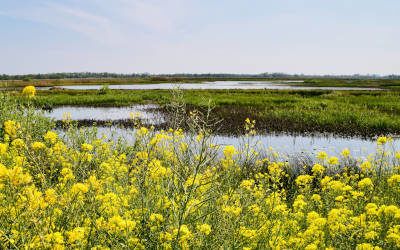 Wandeling bij Tienhoven: de prachtige zompige zoddenroute