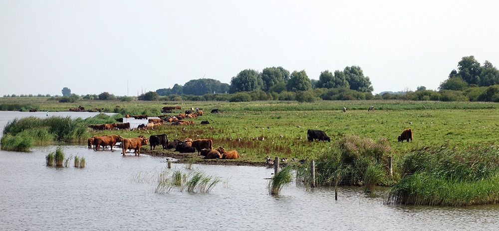 Lauwersmeer, Friesland