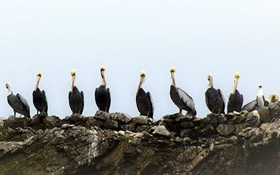 Islas Ballestas