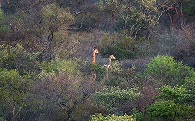 Ballonvaart boven de wildernis van Hoedspruit