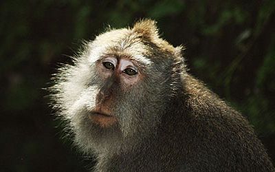 Monkey Forest bij Ubud