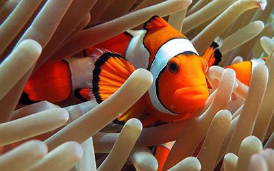 Duiken en snorkelen bij Raja Ampat