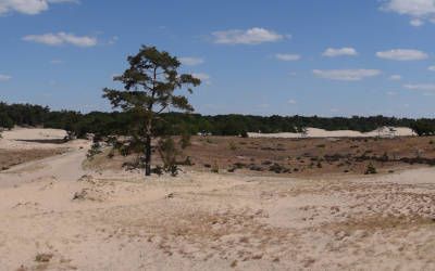 Loonse en Drunense duinen: de Brabantse Sahara