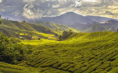 De theeplantages van de Cameron Highlands