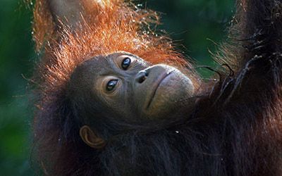 Op bezoek bij de orang oetans van Sepilok