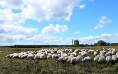 Een prachtige wandeling in de Gooise natuur