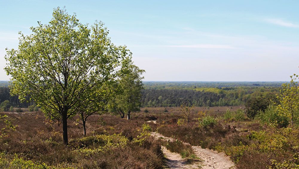 Holterberg op de Sallandse heuvelrug in Overijssel