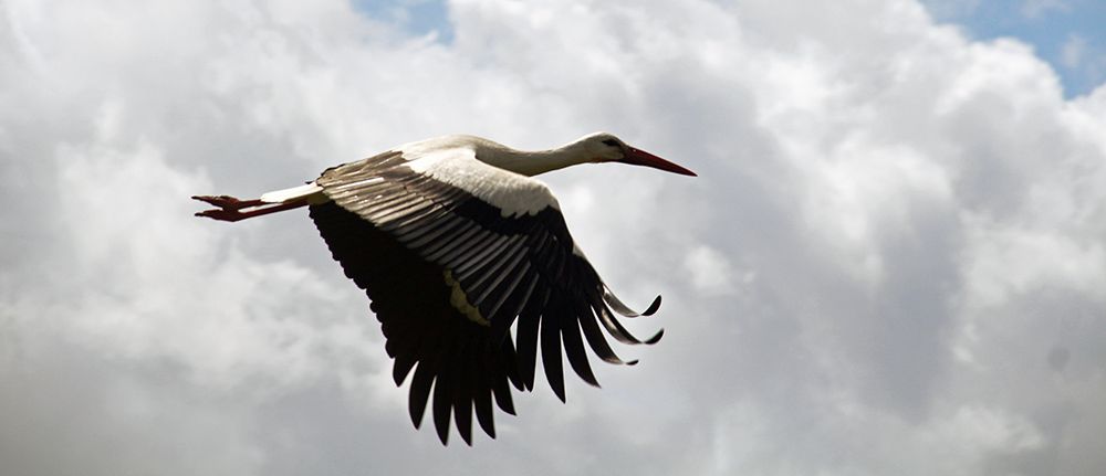 Ooievaar in natuurgebied Weerribben-Wieden in Overijssel