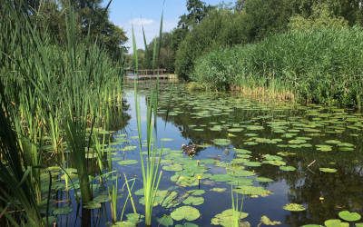 Wandeling door Amsterdamse Bos en het sjieke Amsterdam Zuid