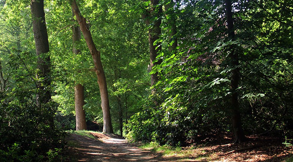 Kasteelbos van landgoed Oldenaller