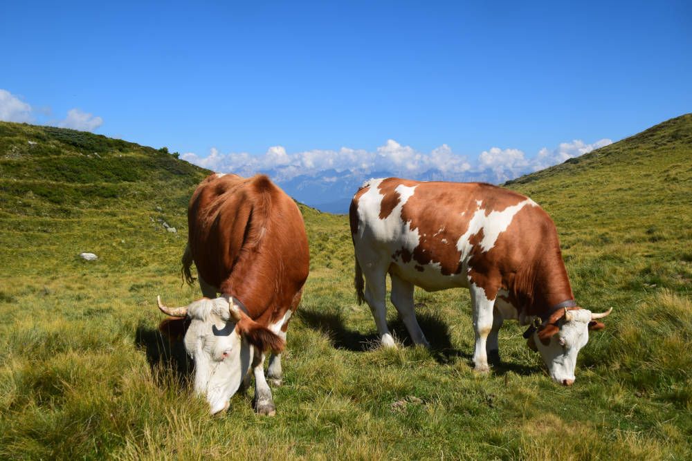 bergkoeien tijdens de wandeling bij de Kalkkogel in Oostenrijk