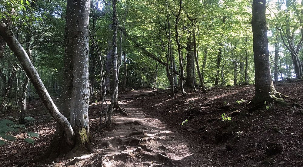 Bospad bij Le Herou in de Belgische Ardennen