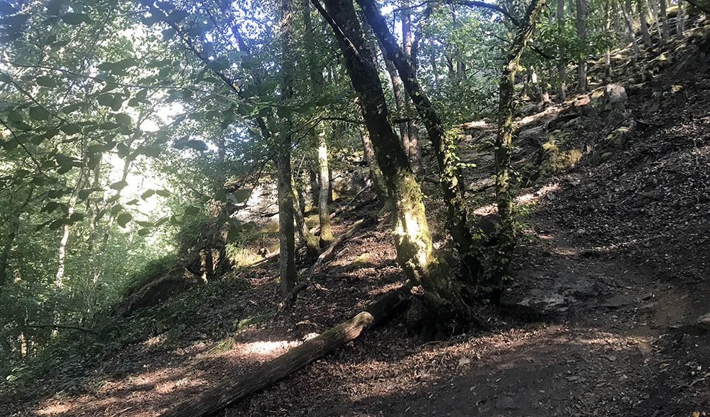 Bospad terug omhoog bij Le Herou in de Belgische Ardennen