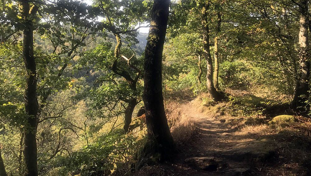 Bospad bij de wandeling langs de Ourthe in de Belgische Ardennen