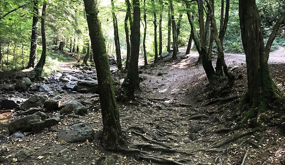 Door het bos terug