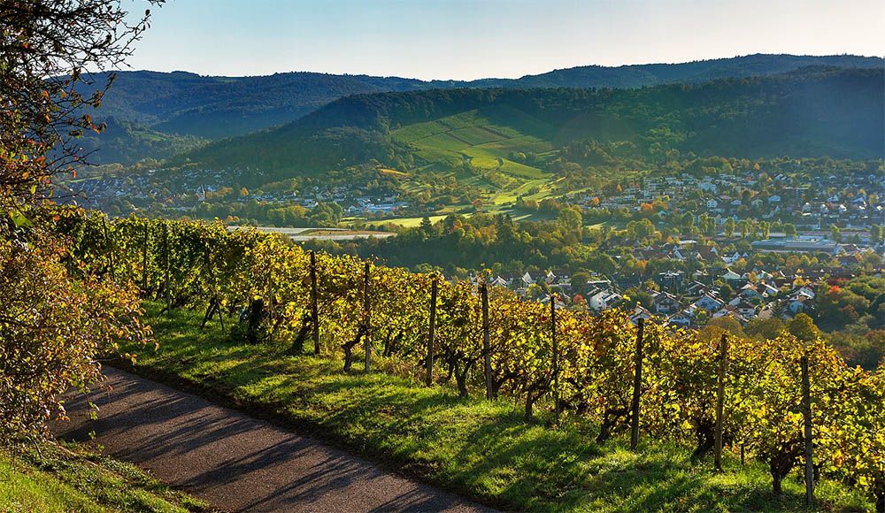 Wijnranken aan de Neckar