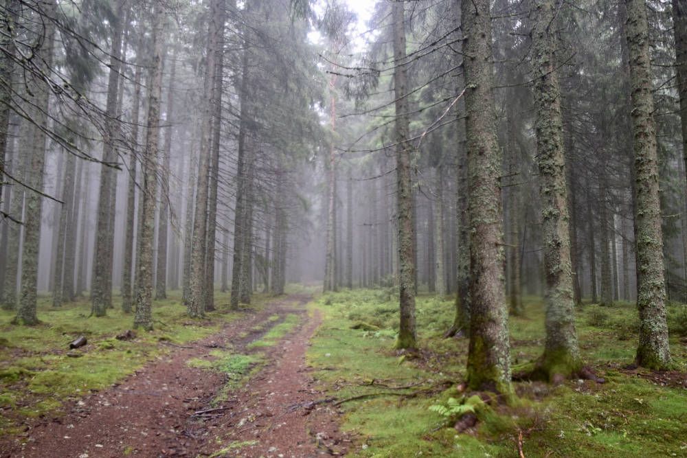 Zwarte Woud, Duitsland