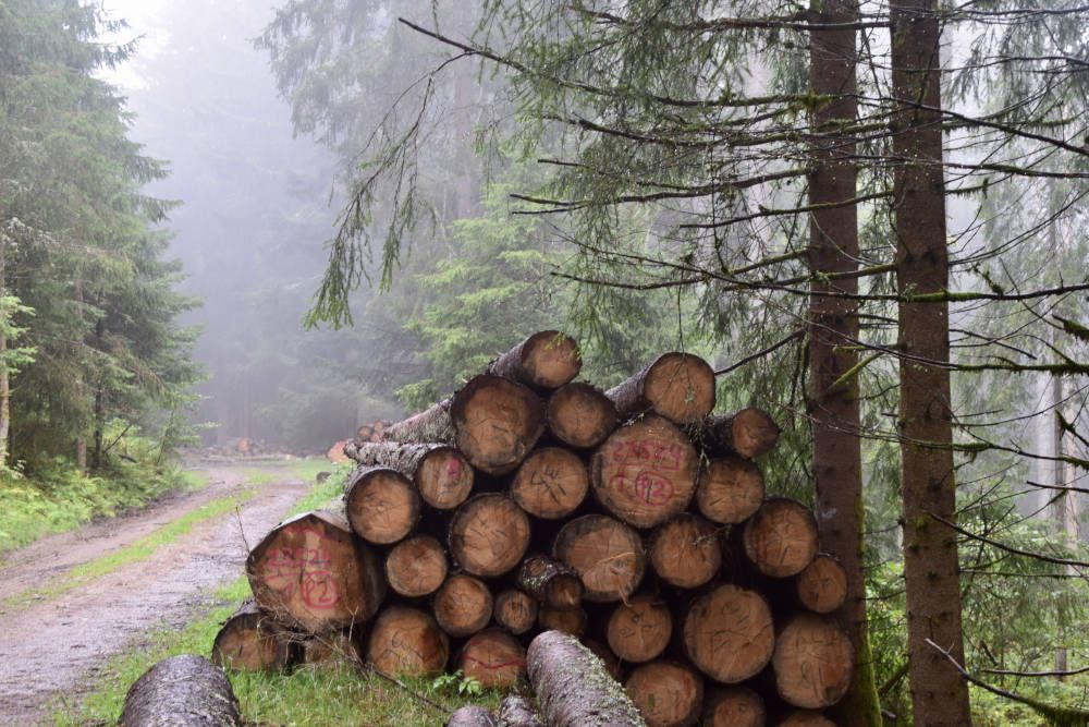 Gekapt hout in het Zwarte Woud