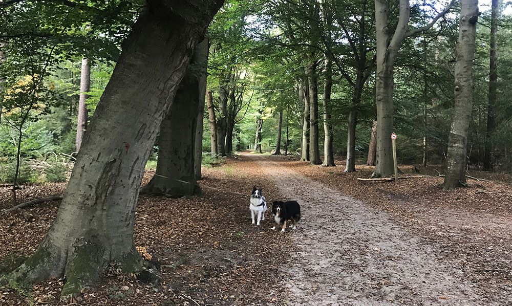 Honden in Den Treek