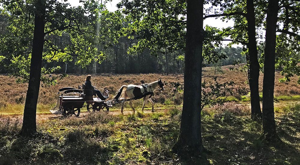 Rijtuig in landgoed Den Treek-Henschoten