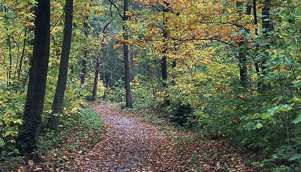 Bospad in de herfst