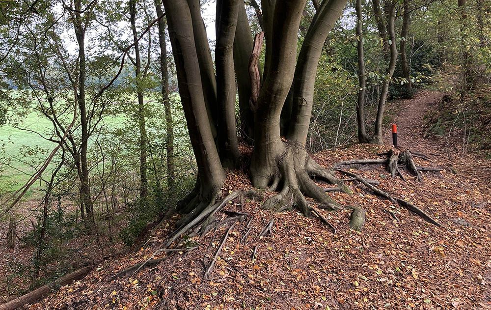 Houtwal bij de Soester Duinen