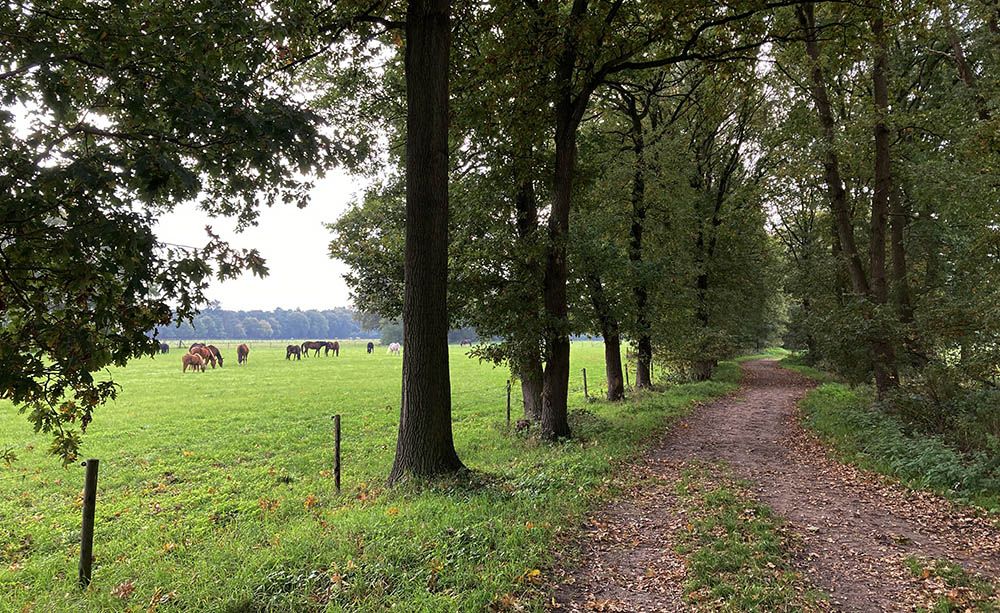 Paardenwei in Soest