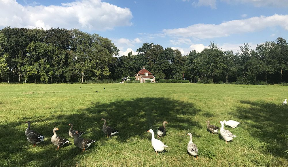 Ganzen vlakbij kasteel De Haar