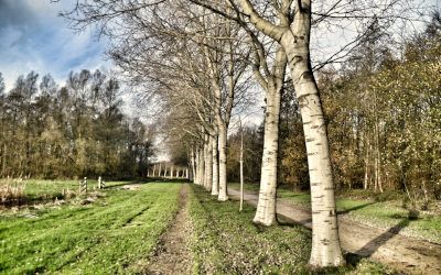 Wandeling door het Diemerbos: stille paadjes in de Randstad